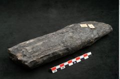 Foto (Seitenansicht) von Calamites communis Ettingshausen (NHMW-GEO-2024-0188-10957)